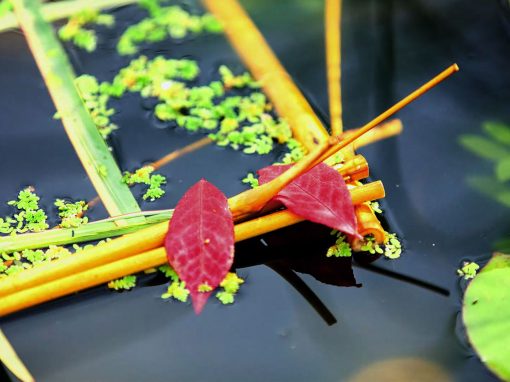 Leroy Merlin – Guide jardin