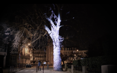 Arbre rue du Réduit de Lille – Mars 2019